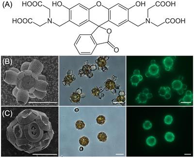 Calcein Staining as a Tool to Investigate Coccolithophore Calcification